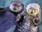 Otters holding hands