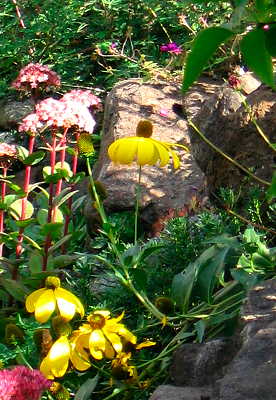 yellow and pink flowers