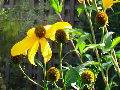 yellow flowers closeup